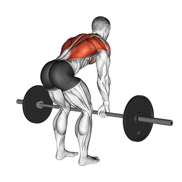 How to do Barbell Bent-Over Row — animated demonstration