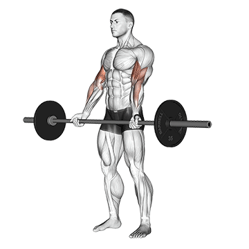 How to do Barbell Curl — animated demonstration