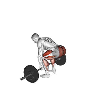 How to do Barbell Deadlift — animated demonstration
