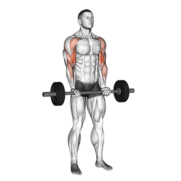How to do Barbell Drag Curl — animated demonstration