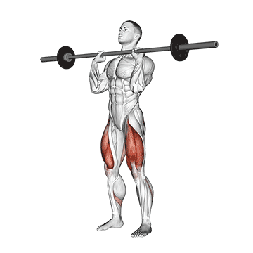 How to do Barbell Front Chest Squat — animated demonstration