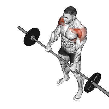 How to do Barbell Front Raise — animated demonstration