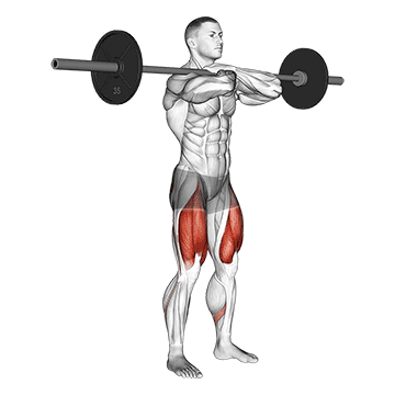How to do Barbell Front Squat — animated demonstration