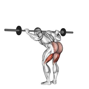 How to do Barbell Good Morning — animated demonstration