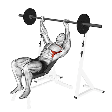 How to do Barbell Incline Shoulder Raise — animated demonstration