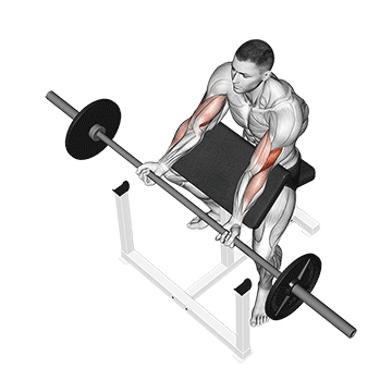 How to do Barbell Preacher Curl — animated demonstration