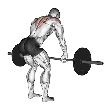 How to do Barbell Rear Delt Row — animated demonstration