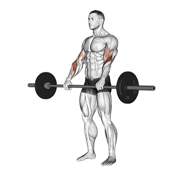 How to do Barbell Reverse Curl — animated demonstration