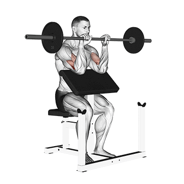 How to do Barbell Reverse Preacher Curl — animated demonstration