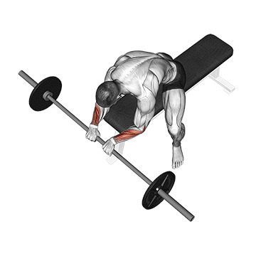 How to do Barbell Reverse Wrist Curl — animated demonstration