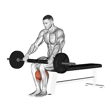 How to do Barbell Seated Calf Raise — animated demonstration