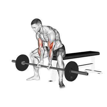 How to do Barbell Seated Close-Grip Concentration Curl — animated demonstration