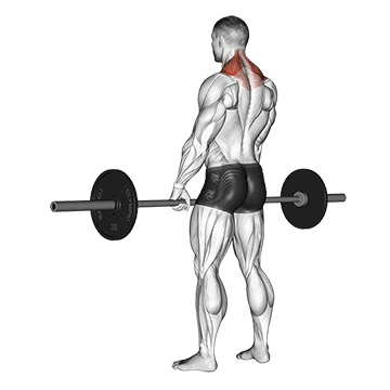 How to do Barbell Shrug — animated demonstration
