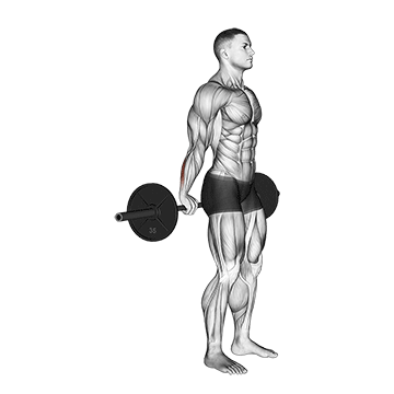 How to do Barbell Standing Back Wrist Curl — animated demonstration