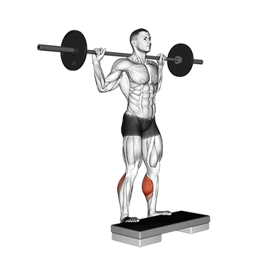 How to do Barbell Standing Leg Calf Raise — animated demonstration