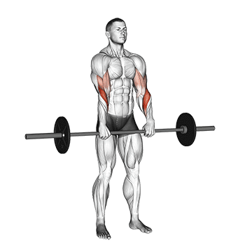 How to do Barbell Standing Reverse-Grip Curl — animated demonstration