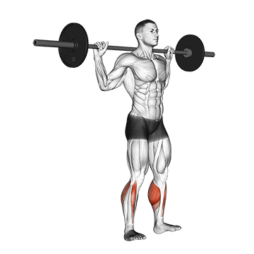 How to do Barbell Standing Rocking Leg Calf Raise — animated demonstration