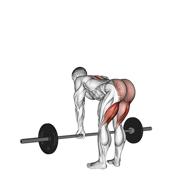 How to do Barbell Stiff Leg Deadlift — animated demonstration