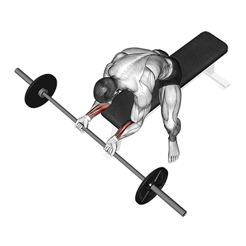 How to do Barbell Wrist Curl — animated demonstration
