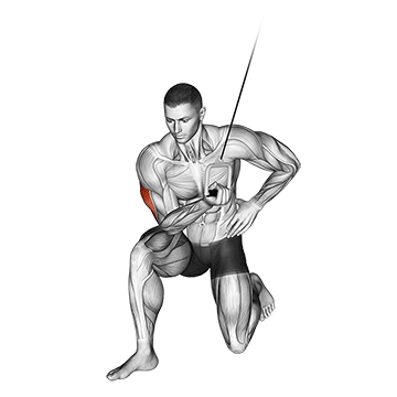 How to do Single-Arm Cable Concentration Extension — animated demonstration