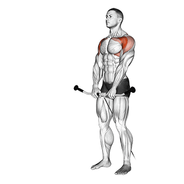 How to do Cable Front Raise — animated demonstration