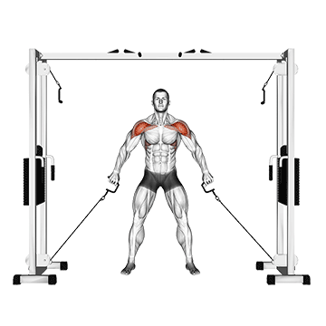 How to do Cable Front Shoulder Raise — animated demonstration