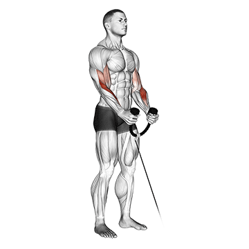 How to do Cable Hammer Curl (Rope) — animated demonstration