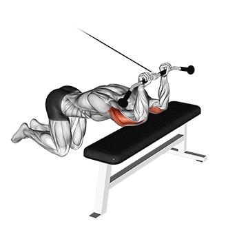 How to do Cable Kneeling Triceps Extension — animated demonstration