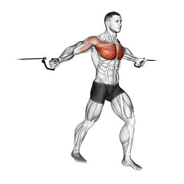 How to do Cable Middle Fly — animated demonstration