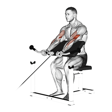 How to do Cable Preacher Curl — animated demonstration