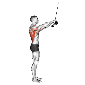 How to do Straight-Arm Cable Pushdown — animated demonstration