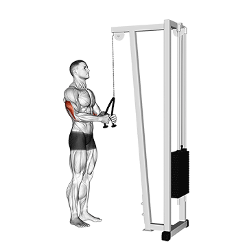 How to do Cable Pushdown (Rope) — animated demonstration