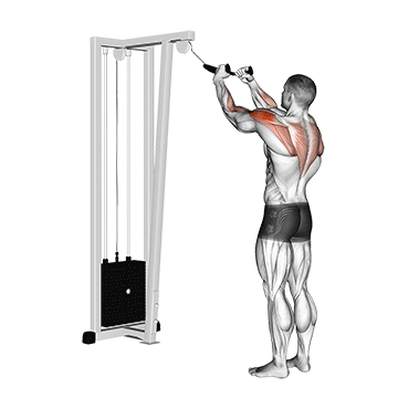 How to do Cable Rear Delt Row (Rope) — animated demonstration