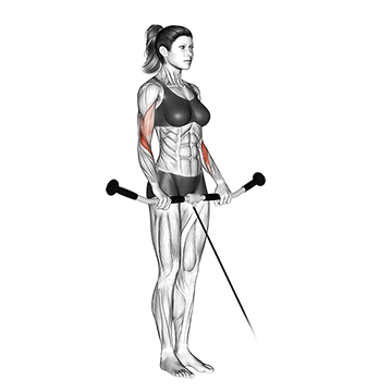 How to do Cable Reverse Curl — animated demonstration