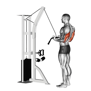 How to do Cable Reverse-Grip Pushdown — animated demonstration