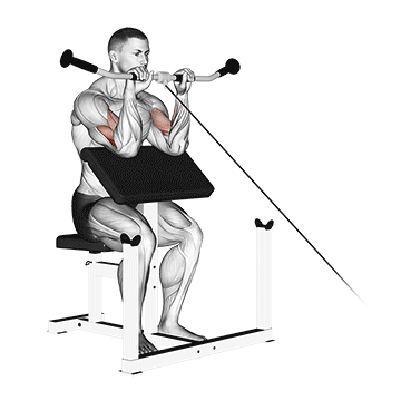 How to do Cable Reverse Preacher Curl — animated demonstration
