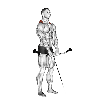 How to do Cable Shrug — animated demonstration