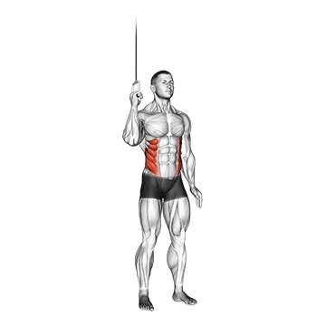 How to do Cable Side Crunch — animated demonstration
