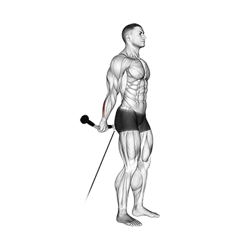 How to do Cable Standing Back Wrist Curl — animated demonstration