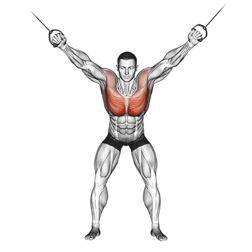 How to do Cable Standing Fly — animated demonstration