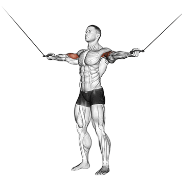 How to do Cable Standing Inner Curl — animated demonstration