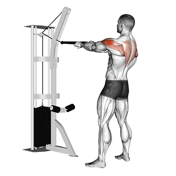 How to do Cable Face Pull — animated demonstration
