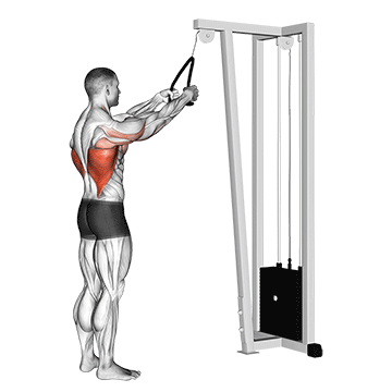 How to do Straight-Arm Cable Pulldown (Rope) — animated demonstration