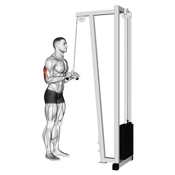How to do Cable Triceps Pushdown (V-Bar) — animated demonstration