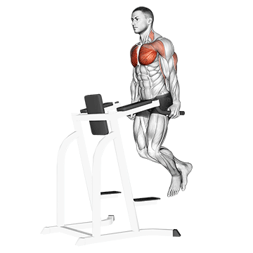 How to do Chest Dip — animated demonstration