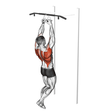 How to do Narrow Neutral-Grip Chin-Up — animated demonstration