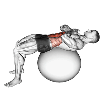 How to do Stability Ball Crunch — animated demonstration