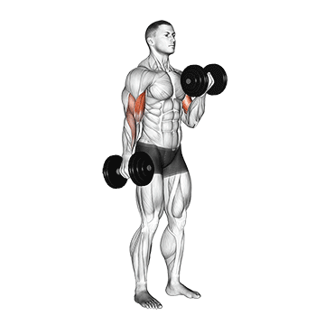 How to do Dumbbell Alternating Biceps Curl — animated demonstration
