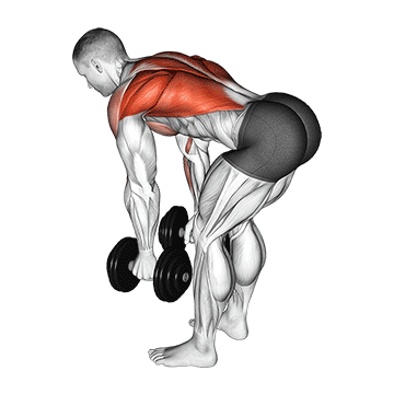How to do Dumbbell Bent-Over Row — animated demonstration