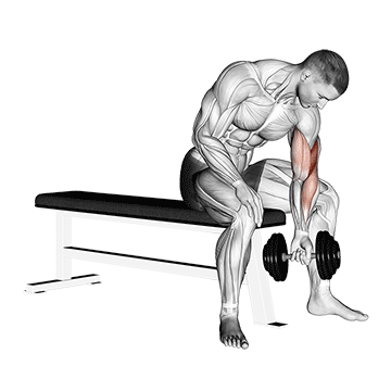 How to do Dumbbell Concentration Curl — animated demonstration
